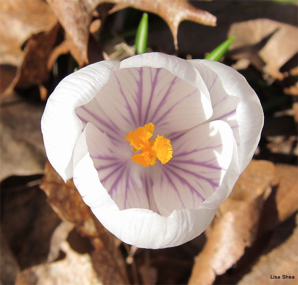 White Crocus by Lisa Shea