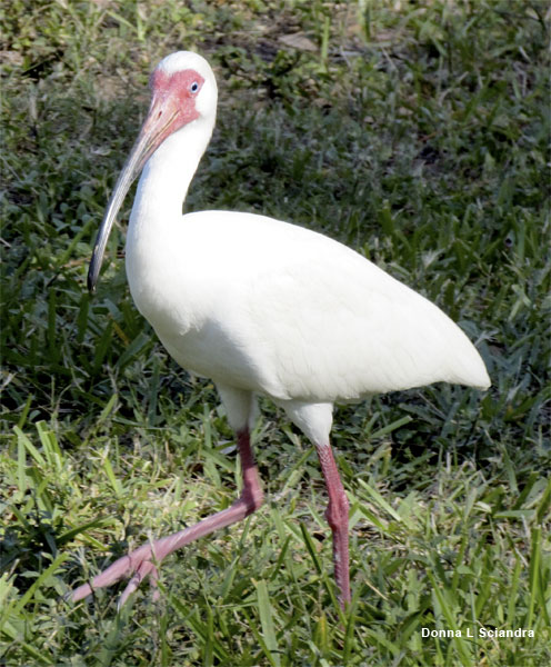 Ibis by Donna L Sciandra