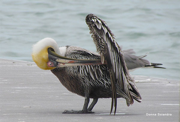 Yoga Position - Bill in Wing by Donna Sciandra