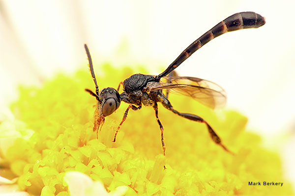 A Golden Meal 4 by Mark Berkery