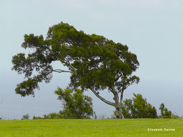 Lonely and Wind-Swept by Elizabeth Devine