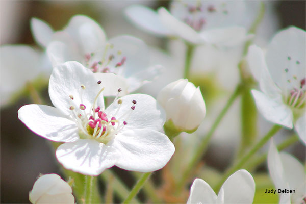 Bradford Pear Tree Blossom by Judy Belben